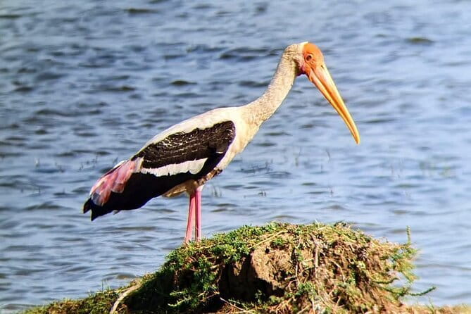 Yala National Park Safari Tours from Hambantota Port - Timing, fitness, and what to bring
