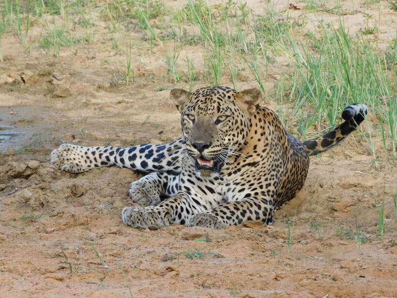 Yala National Park Safari Tours - Half Day & Full Day - Key points to know before booking