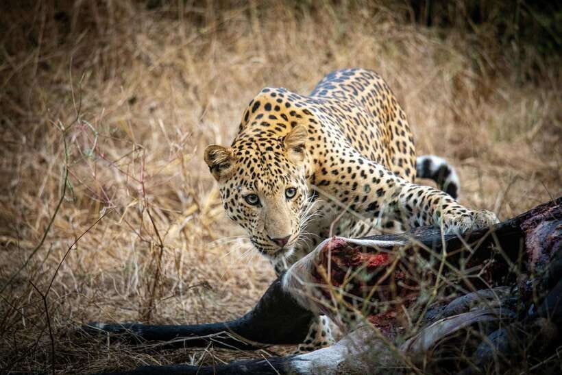 Yala National Park Safari Tours - Half Day & Full Day - The animals you may see