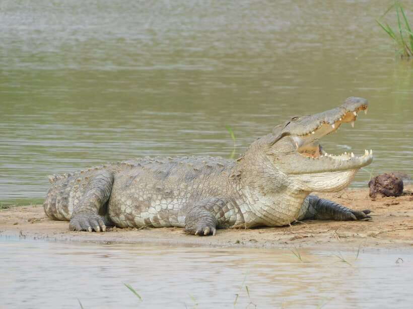 Yala National Park Safari Tours - Half Day & Full Day - Weather, timing, and the luck factor