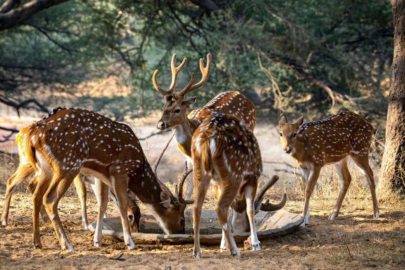 Yala National Park Safari Tours : Half Day & Full Day - Leopards, elephants, and the luck factor