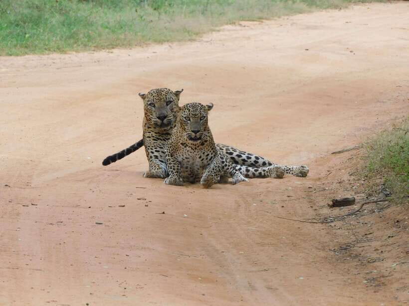Yala National Park Safari Tours : Half Day & Full Day - Food, drinks, binoculars, and the jeep