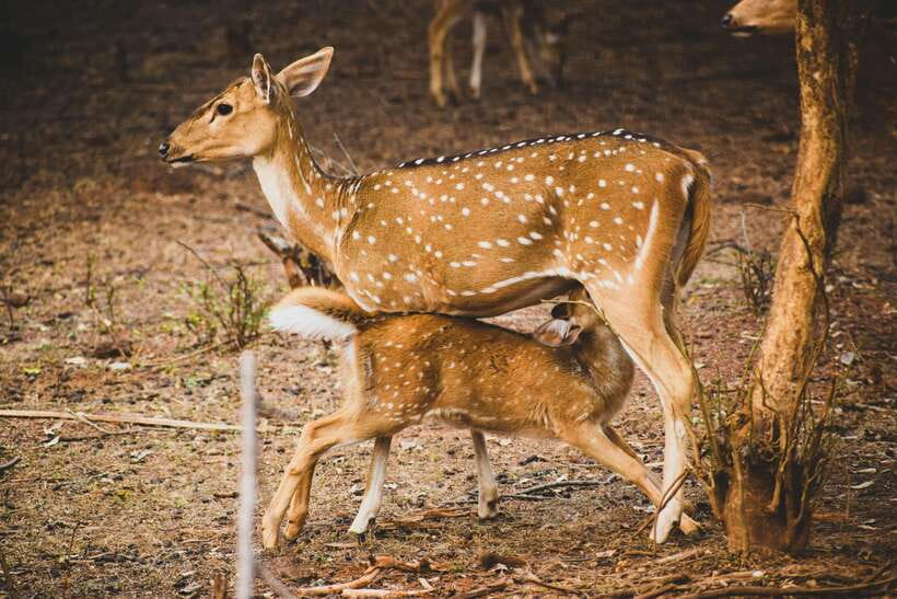 Yala National Park Safari Tours : Half Day & Full Day - Timing, toilets, and the long middle of the day