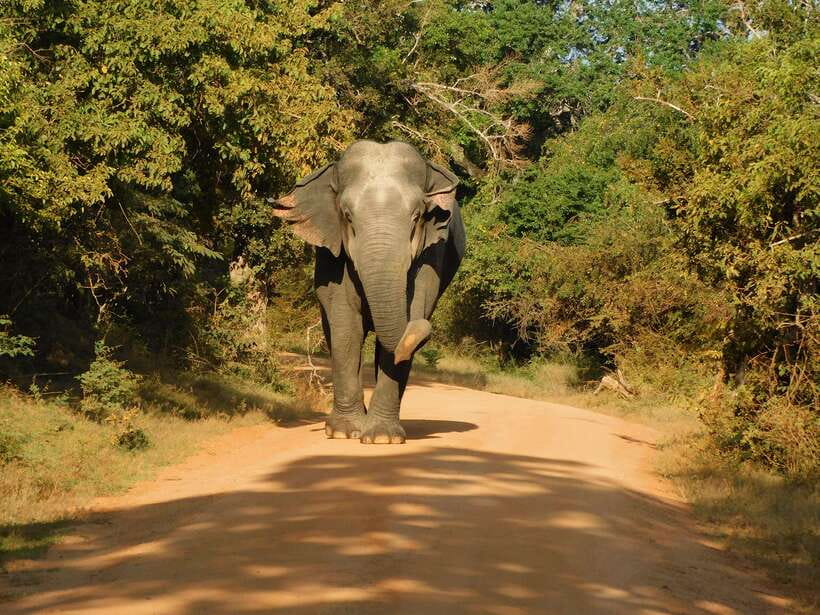 Yala National Park Safari Tours - Half Day & Full Day - The five-hour half-day safari