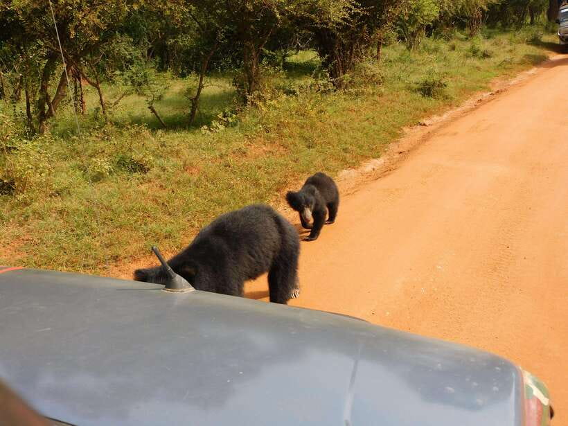 Yala National Park Safari Tours: Morning/Evening/Full Day - Key points to know before booking