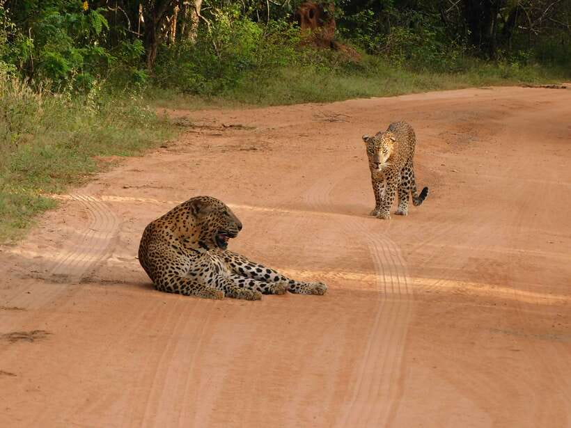 Yala National Park Safari Tours: Morning/Evening/Full Day - Should you book the Yala safari?