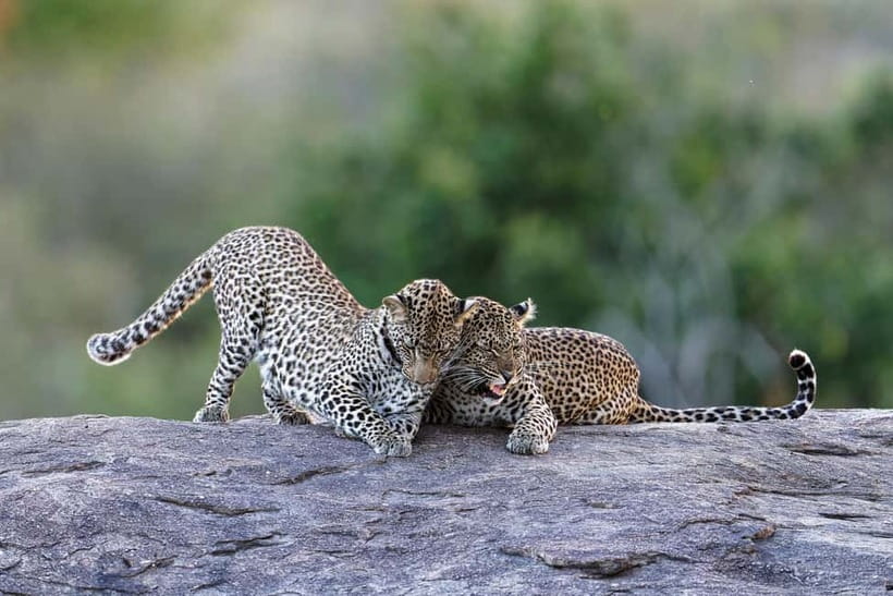 Yala National Park Safari Tours: Morning/Evening/Full Day - Choosing between five, seven, and 12 hours