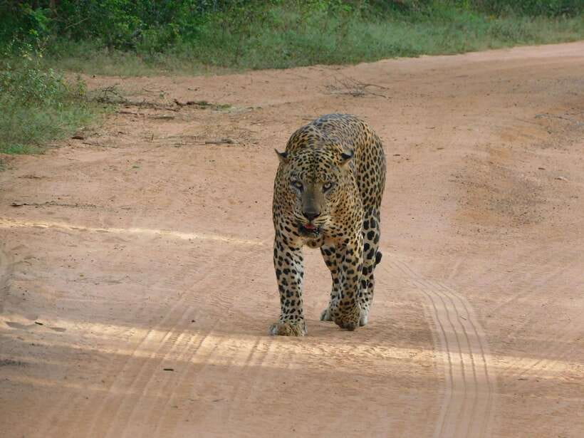 Yala National Park Safari Tours: Morning/Evening/Full Day - What Yala feels like from the safari jeep