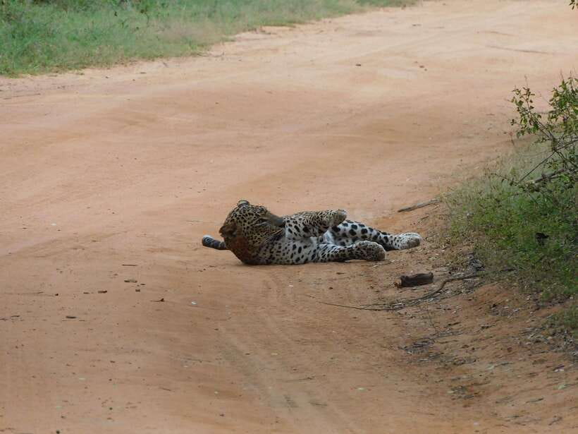 Yala National Park Safari Tours: Morning/Evening/Full Day - Leopard searching with Ishan, Madu, and other guides
