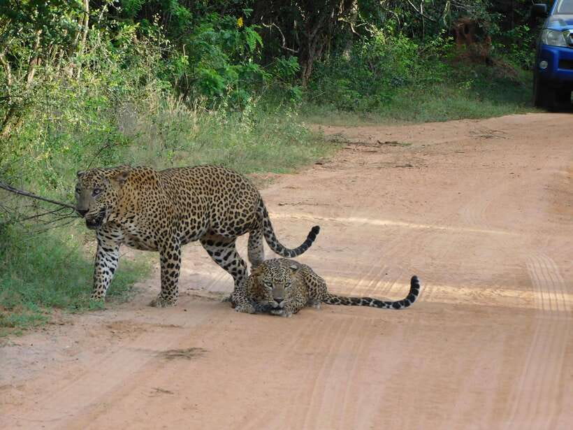 Yala National Park Safari Tours: Morning/Evening/Full Day - Elephants, crocodiles, birds, and the smaller finds
