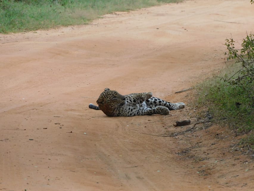 Yala National Park Safari Tours: Morning/Evening/Full Day - Breakfast by the lake and lunch beside the ocean