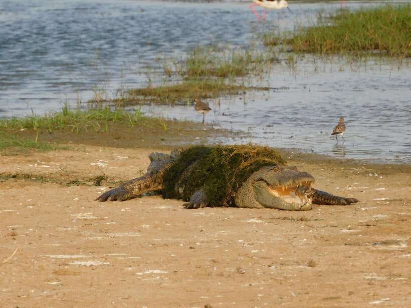 Yala National Park Safari Tours: Morning/Evening/Full Day - Is $25 good value for a Yala safari?