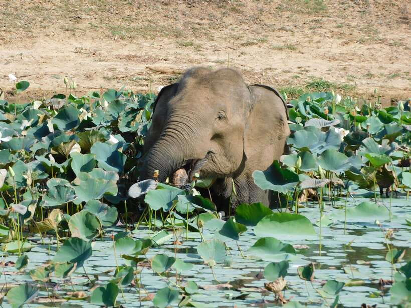 Yala National Park Safari Tours: Morning/Evening/Full Day - Who will enjoy this safari most
