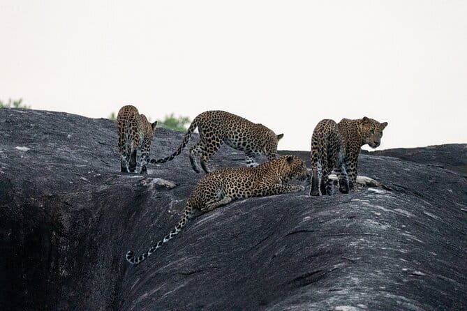 Yala National Park special Half-Day & Full-Day Safari Adventure - Key points to know before you book
