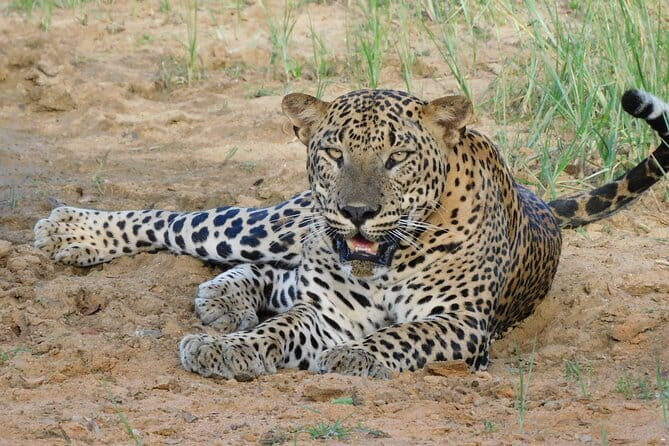 Yala National Park special Half-Day & Full-Day Safari Adventure - Sithulpauwwa and Magul Maha Viharaya