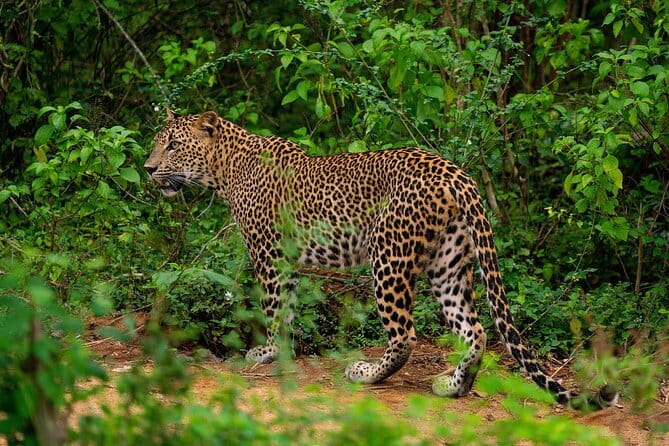 Yala National Park special Half-Day & Full-Day Safari Adventure - Choosing half-day or full-day
