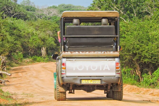 Yala National Park special Half-Day & Full-Day Safari Adventure - Lunch, drinks, and what to pack