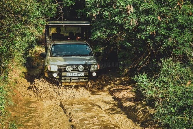 Yala National Park special Half-Day & Full-Day Safari Adventure - Price, park fees, and overall value