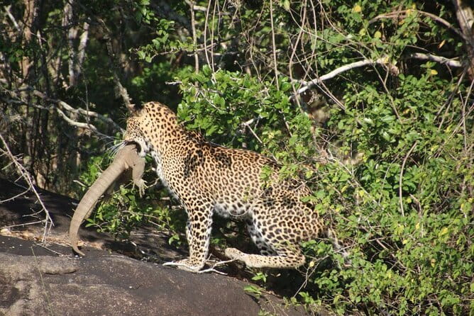Yala National Park special Half-Day & Full-Day Safari Adventure - Who should book this Yala safari?