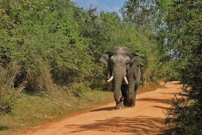 Yala National Park special Half-Day & Full-Day Safari Adventure - Leopard country, elephants, and patient watching