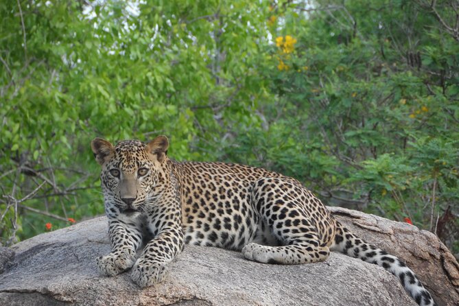 Yala National Park Special Leopard Safari Tour - Key points to know before you book