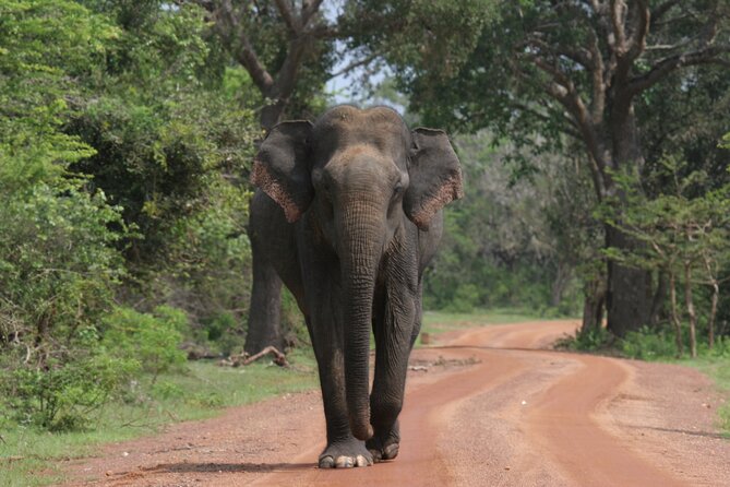 Yala National Park Special Leopard Safari Tour - Why Yala is worth an early start