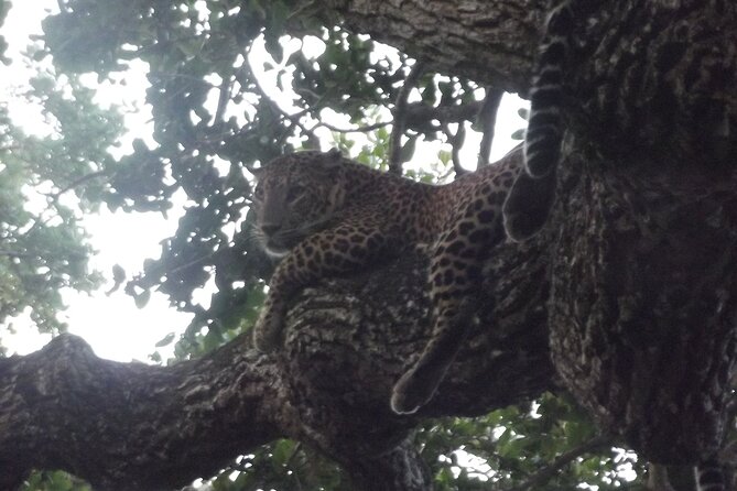 Yala National Park Special Leopard Safari Tour - Searching for leopards without losing patience