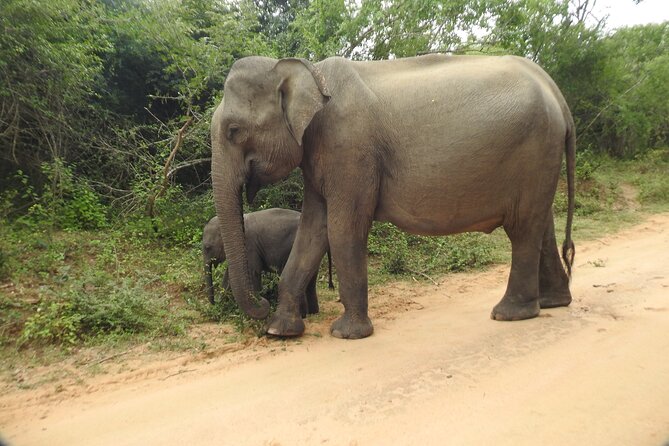 Yala National Park Special Leopard Safari Tour - The five-hour safari and what it feels like