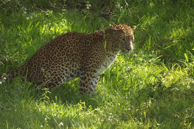 Yala National Park Special Leopard Safari Tour - What the extra park fee does to the value