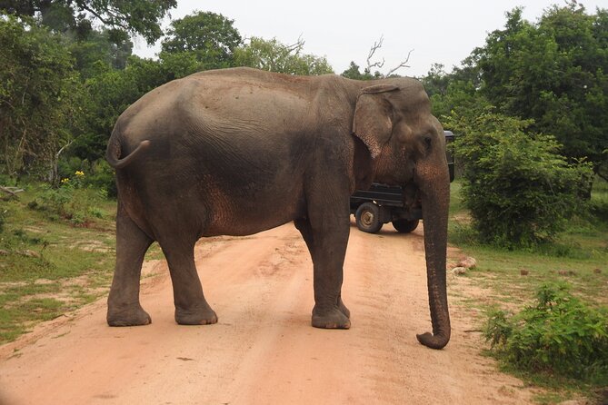 Yala National Park Special Leopard Safari Tour - Breakfast, water, and practical comfort