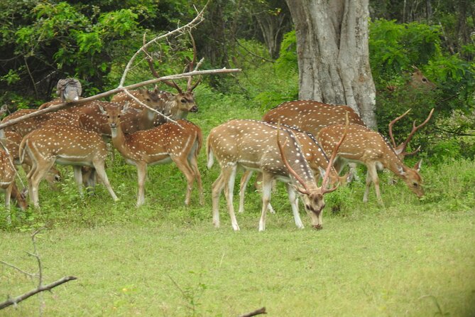 Yala National Park Special Leopard Safari Tour - The guide matters more than the slogan