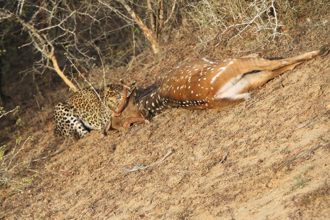 Yala National Park Special Leopard Safari Tour - Entering Yala at 6 a.m.