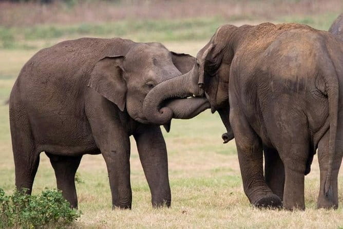 Yala National Park Tour From Hambantota Port - Elephants, sloth bears, and birdlife