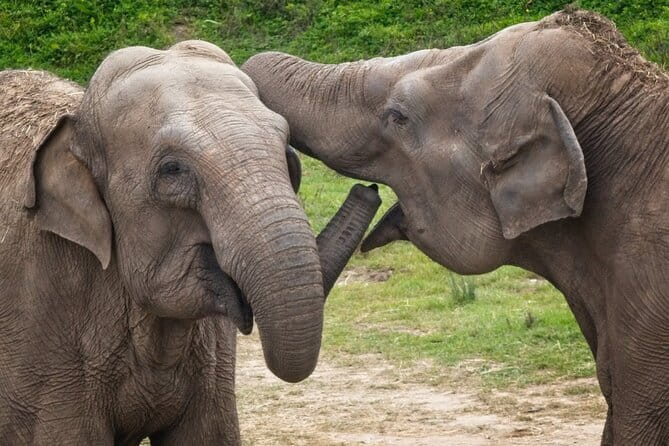 Yala National Park Tour From Hambantota Port - How the guide can shape your day
