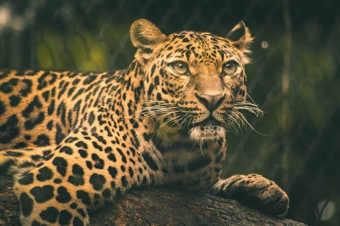 Yala National Park Tour From Hambantota Port - The real price: $47 plus the park fee