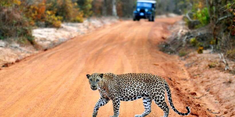 Yala: Private Safari Day Trip with Lunch & Entry Fees - Key points to know before booking