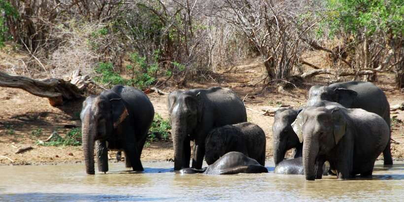 Yala: Private Safari Day Trip with Lunch & Entry Fees - The private transfer from your hotel