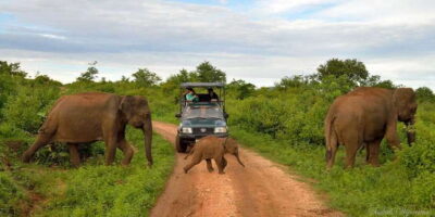 Yala: Private Safari Day Trip with Lunch & Entry Fees