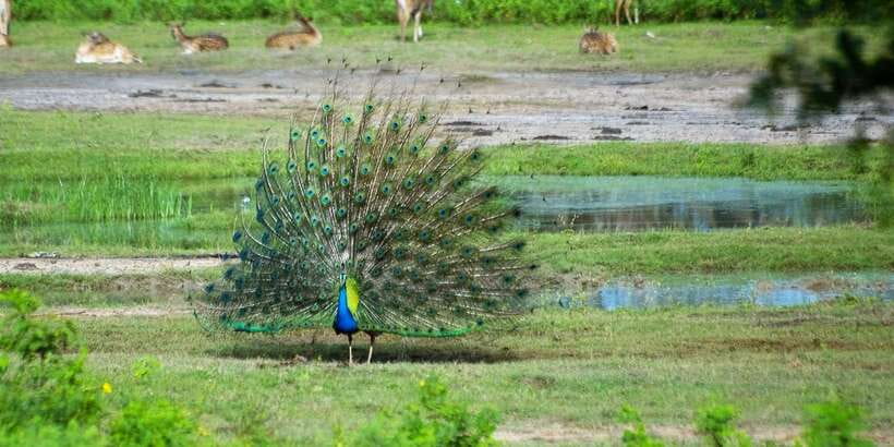Yala: Private Safari Day Trip with Lunch & Entry Fees - Is $110 per person a fair price?