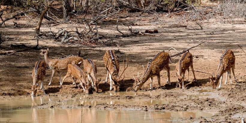 Yala: Private Safari Day Trip with Lunch & Entry Fees - My call on the Yala private safari