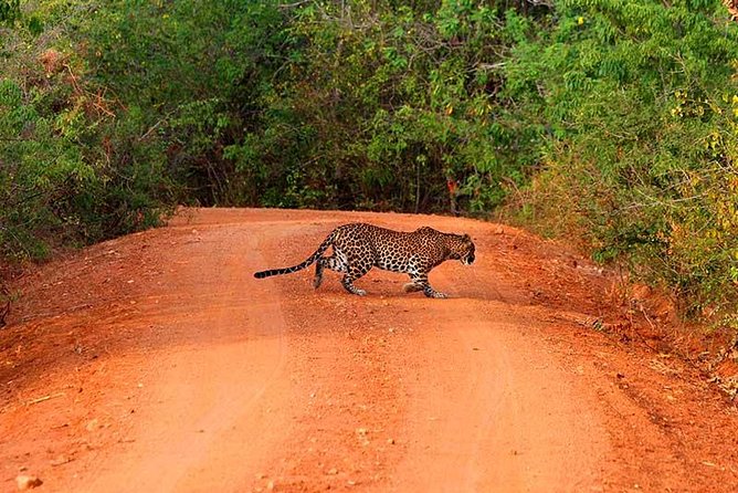 Yala Safari Day Trip from Bentota/ Kalutara/ Ahungalla/ Hikkaduwa - Five things to know before booking