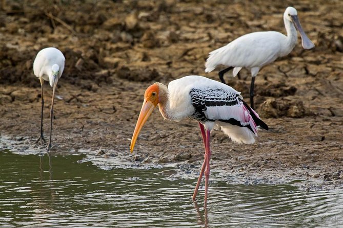 Yala Safari Day Trip from Bentota/ Kalutara/ Ahungalla/ Hikkaduwa - Who will enjoy this day most