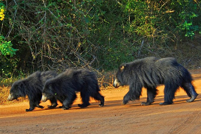 Yala Safari Day Trip from Bentota/ Kalutara/ Ahungalla/ Hikkaduwa - The leopard question, with sensible expectations