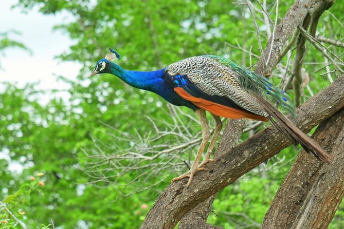 Yala Safari Drive From Galle, Weligama, Mirissa & Dickwella - Key points to know before booking
