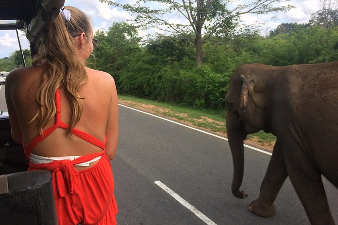 Yala Safari Drive From Galle, Weligama, Mirissa & Dickwella - Why this private Yala outing works well