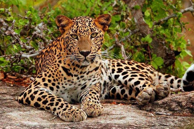 Yala Safari Drive From Galle, Weligama, Mirissa & Dickwella - The leopard question