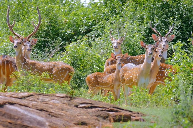Yala Safari Drive From Galle, Weligama, Mirissa & Dickwella - Is $80 good value?