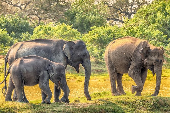 Yala Safari Drive From Galle, Weligama, Mirissa & Dickwella - Changing to an open safari jeep