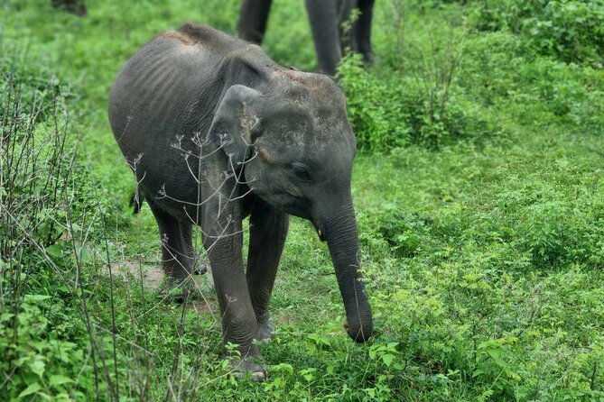 Yala safari from Galle / Unawatuna / Waligama / MIrissa / Matara - Key points to know before booking