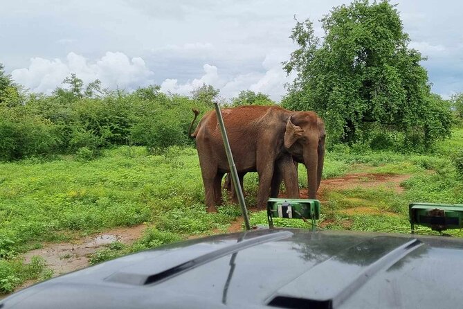 Yala safari from Galle / Unawatuna / Waligama / MIrissa / Matara - Lunch, timing, and the practical side of the day